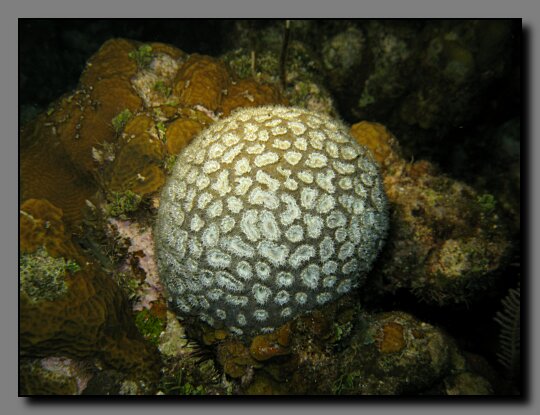 elliptical star coral